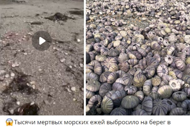 Dəniz heyvanlarının kütləvi ölümü rusları şoka saldı  -VİDEO