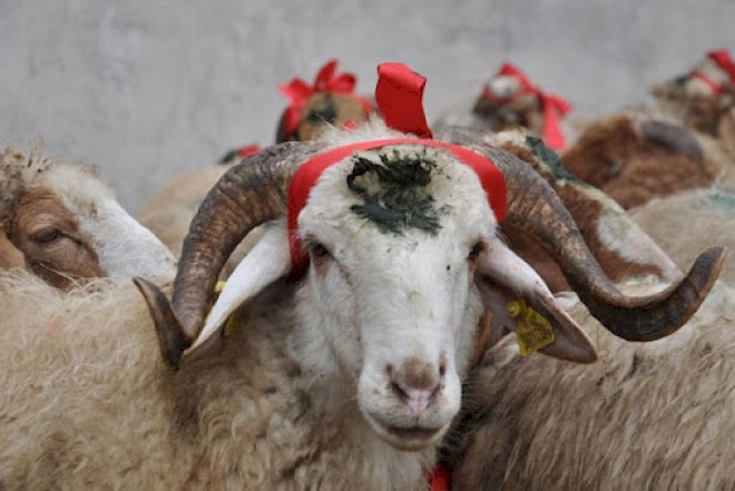 "Müqəddəs Qurbanı heyvan soyqırımına çevirməyək" - İlahiyyatçıdan ÇAĞIRIŞ