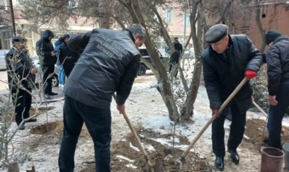 Binəqədi rayonunda ağac kəsintisi faktı aşkarlanıb 