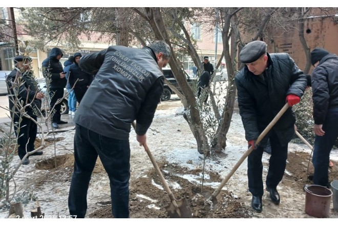 Binəqədi rayonunda ağac kəsintisi faktı aşkarlanıb 