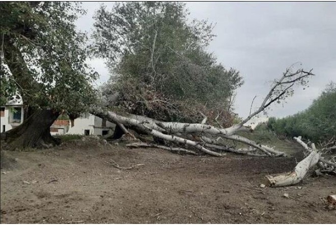 Mingəçevirdə ağaç aşaraq yolu bağladı 