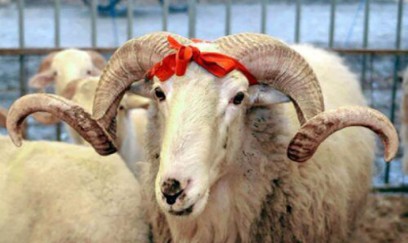 Qurbanlıq heyvanların kəsimi: Vacib qaydalar və tövsiyələr