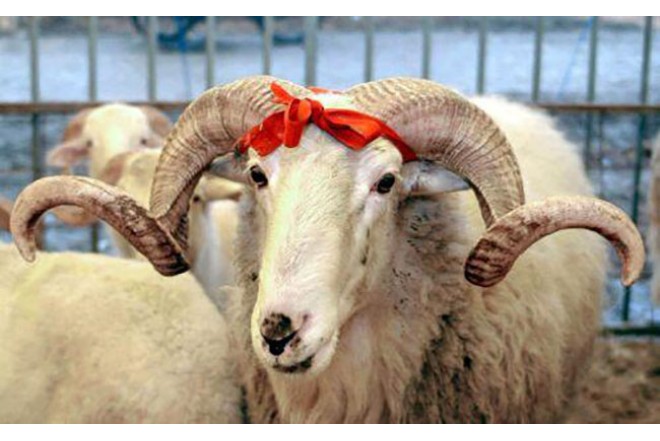Qurbanlıq heyvanların kəsimi: Vacib qaydalar və tövsiyələr