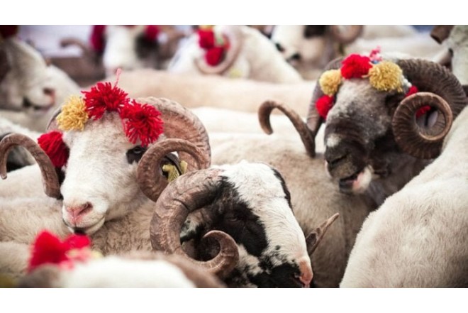 Qurban bayramı ilə bağlı QMİ-dən rəsmi fətva gözlənilir