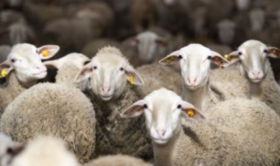 Qurban Bayramı üçün satış və kəsim məntəqələrinin ünvanları məlum oldu
