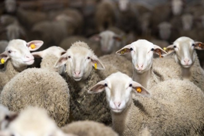 Qurban Bayramı üçün satış və kəsim məntəqələrinin ünvanları məlum oldu