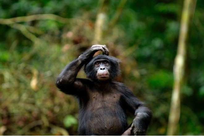 İnsana ən yaxın primatlar -Bonobo