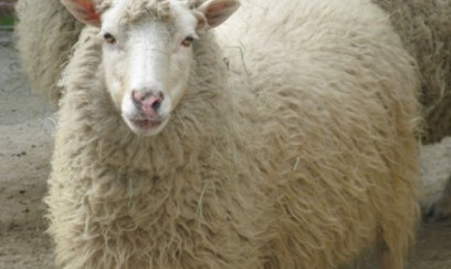 Qurban ətindən kabab etmək olarmı? - Çoxlarını maraqlandıran cavab 