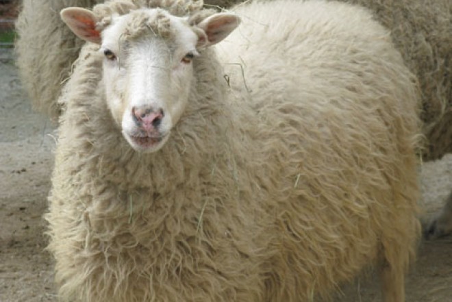 Qurban ətindən kabab etmək olarmı? - Çoxlarını maraqlandıran cavab 