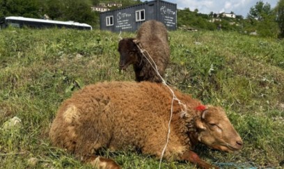 Şuşada qurban kəsilərək sakinlərə paylanılıb 