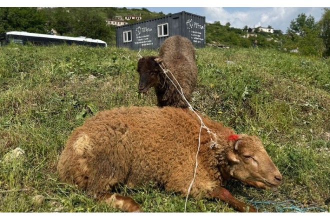 Şuşada qurban kəsilərək sakinlərə paylanılıb 