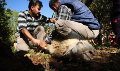 Qurban kəsmək istəyən 14 mindən çox insan xəstəxanalıq oldu