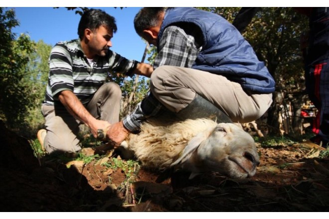 Qurban kəsmək istəyən 14 mindən çox insan xəstəxanalıq oldu