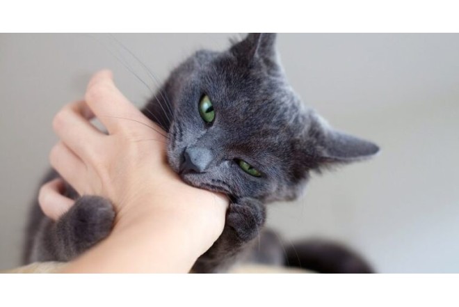 Küçə pişikləri düşündüyünüz qədər günahsız deyilmiş - Veterinar qorxulu faktları açıqladı