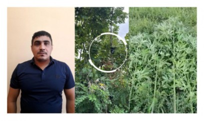 Göyçayda bağı narkotik plantasiyasına çevirən şəxs tutuldu
