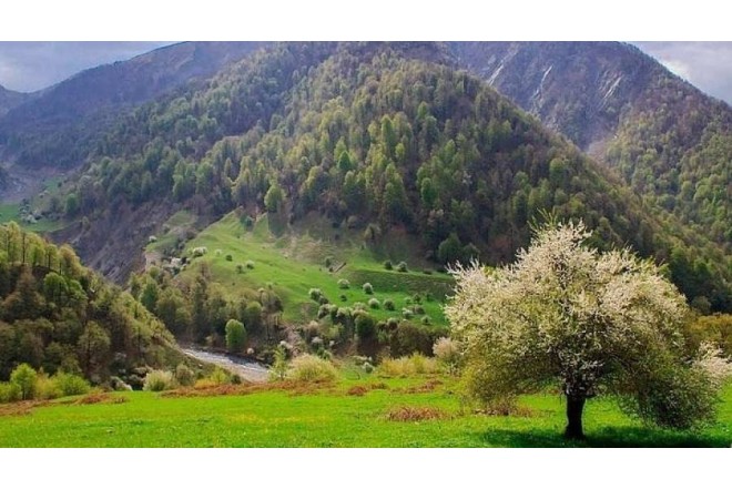 Masallıda DƏHŞƏT: 29 yaşlı kişi ailə üzvlərini güllələdi - 1 ölü, 3 yaralı var