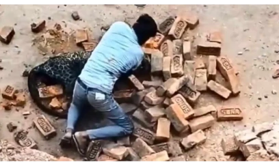 Fəhlə bəbiri yalın əllə zərərsizləşdirdi - FOTO