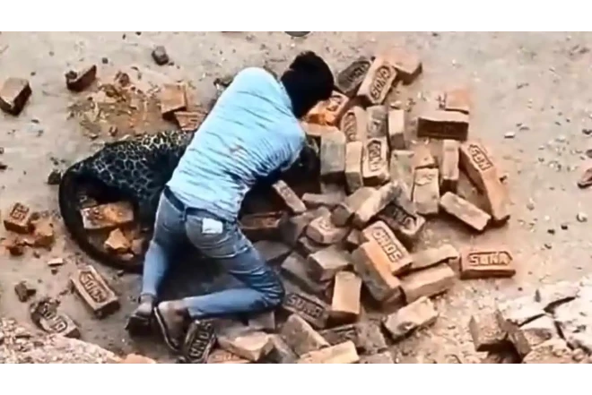 Fəhlə bəbiri yalın əllə zərərsizləşdirdi - FOTO