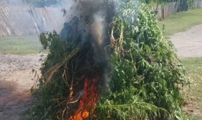 Kəlbəcərdə 3 ton çətənə kolu yandırıldı