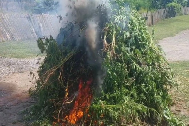 Kəlbəcərdə 3 ton çətənə kolu yandırıldı