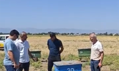 “Kimsə gəlib zəhərlə arıların hamısını qırıb...” - VİDEO
