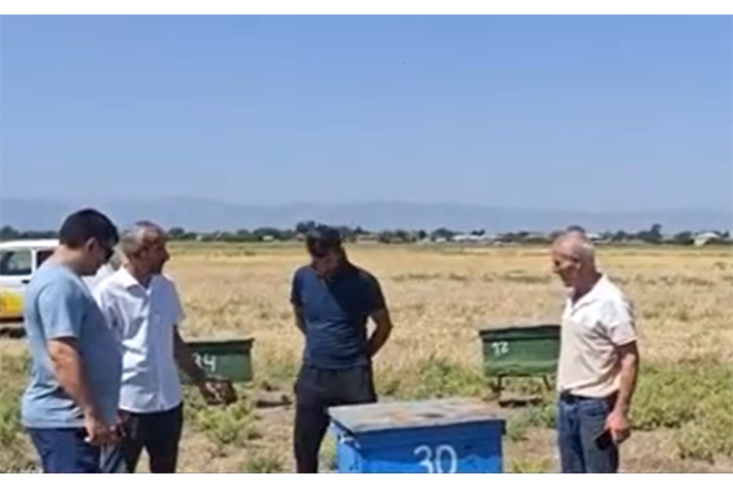 “Kimsə gəlib zəhərlə arıların hamısını qırıb...” - VİDEO