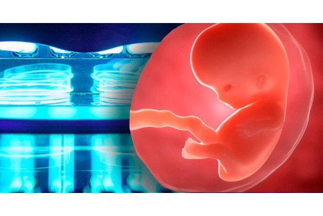 Follikul və sperm donorluğunun iyrənc sonu- VİDEO