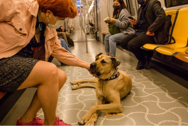 Bakı metrosunda ev heyvanları ilə səyahət – Hansı hallarda icazə var?