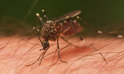 Ağcaqanadlar vasitəsilə virus yayılır - Gizli təhlükə 