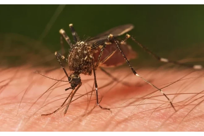 Ağcaqanadlar vasitəsilə virus yayılır - Gizli təhlükə 