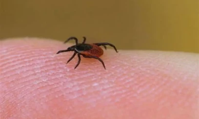 Lyme(gənə) xəstəliyi nədir? – Simptomlar və müalicə yolları