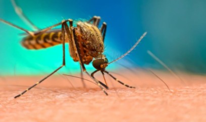 Təhlükəli virus Avropaya yayılır 