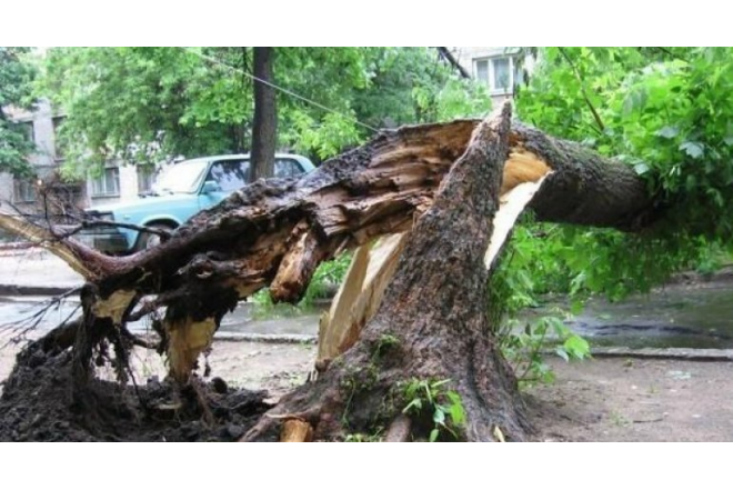 Bakıda ağac qadının üzərinə aşdı
