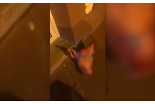 Fransa donuz məsələsində Rusiyadan şübhələnir