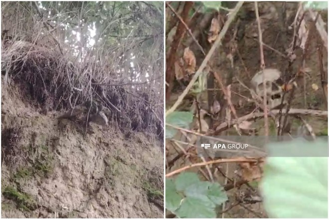 Qubada insan sümükləri tapılıb 