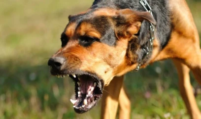Tovuzda bir ay əvvəl itin dişlədiyi məktəbli Bakıda xəstəxanada ölüb 