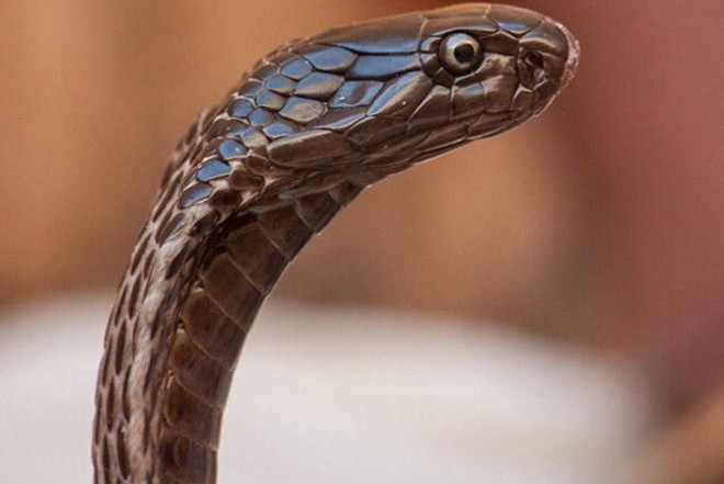 İlan zəhərinin öldürə bilmədiyi yegane heyvanla bağlı maraqlı faktlar 