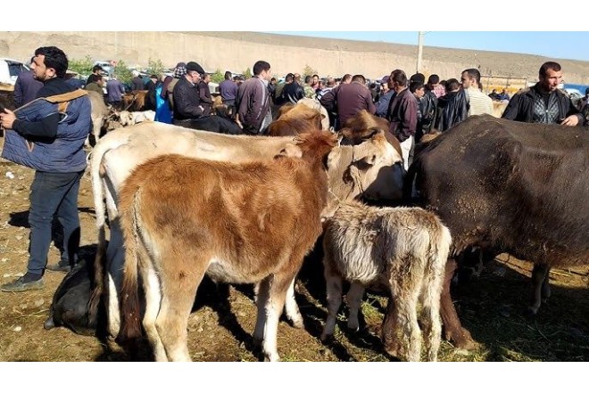 "Heyvan bazarları bağlanır, amma ət satışına təsir olmayacaq"- AÇIQLAMA