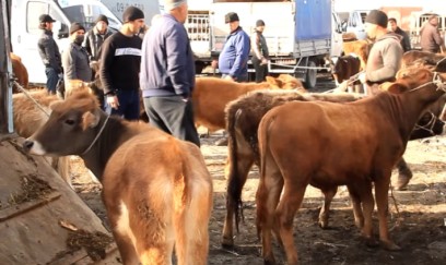 Bu gündən heyvan bazarları bağlanır 