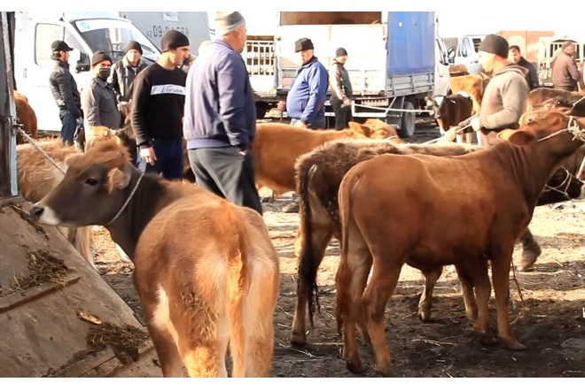 Bu gündən heyvan bazarları bağlanır
