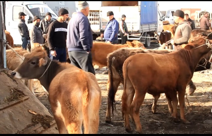 Bu gündən heyvan bazarları bağlanır 