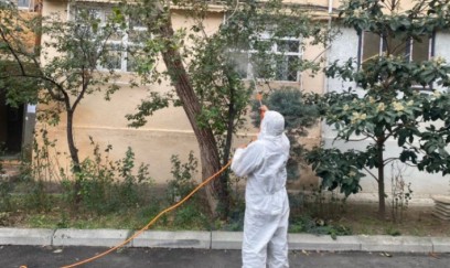 Bakının bəzi hissələrində tut ağaclarını qurd basıb 