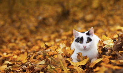 Noyabrın ilk günü hava necə olacaq? 