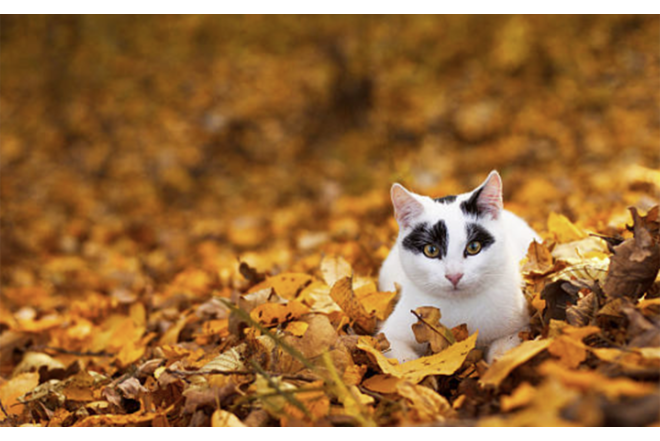 Noyabrın ilk günü hava necə olacaq?