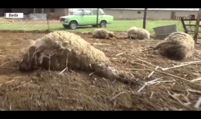 Kürdəmirdə mikroavtobus heyvan sürüsünə çırpılıb, 10 baş qoyun tələf olub 