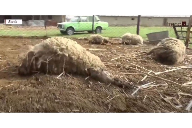 Kürdəmirdə mikroavtobus heyvan sürüsünə çırpılıb, 10 baş qoyun tələf olub 