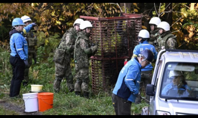 Ayı təhlükəsi böyüdü: Hökumət qoşun göndərdi