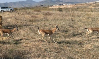 Cəbrayıla yeddi baş ceyran buraxıldı - FOTO