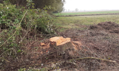 Zərdabda ağacları kəsən rayon sakini saxlanılıb 