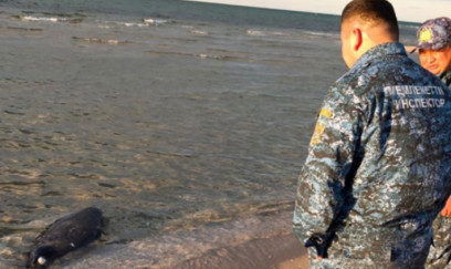 Xəzər sahilində daha 71 ölü suiti aşkarlanıb 